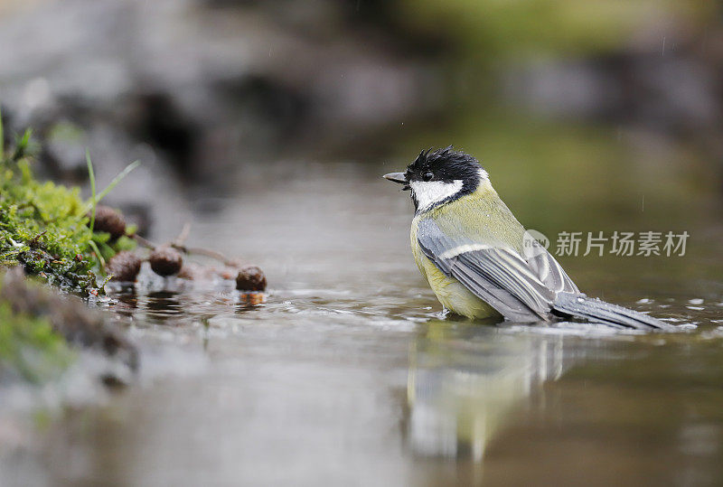 大山雀(Parus major)洗澡